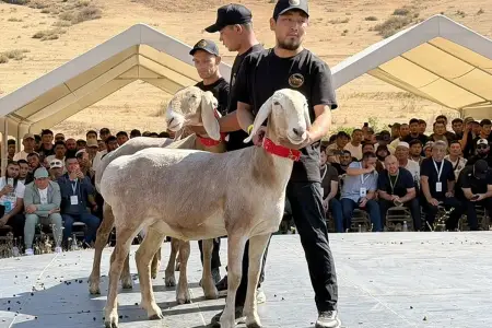 Qırğızıstanda Araşan qoçu 1 milyon dollara satıldı