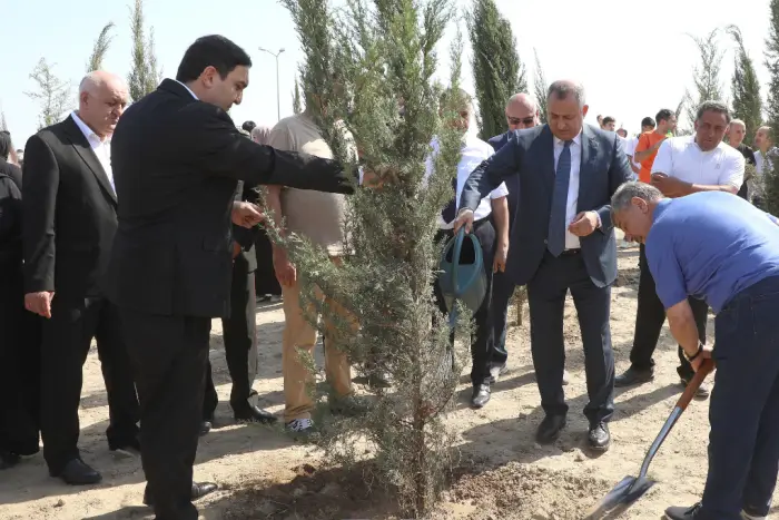 Suraxanıda Anım Günündə 750 sərv ağacı əkildi