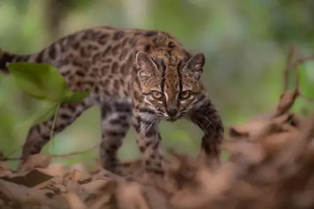 Boliviyada “Leopardus tilcayo” adlı yeni pişik növü aşkarlandı