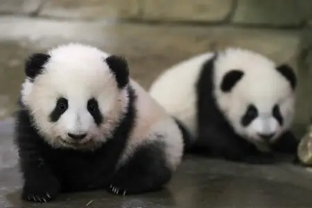 Si Cinpin: İki panda yenidən Atlantaya göndərilir